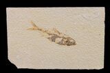 Fossil Fish (Knightia) - Wyoming #159550-1